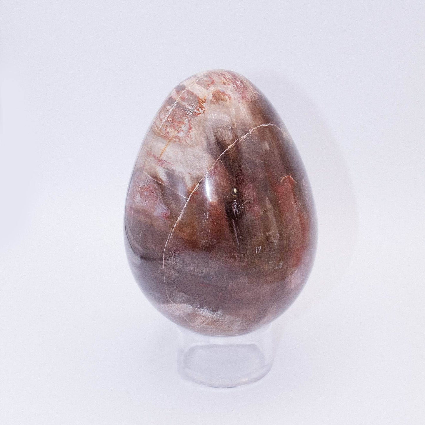 Petrified Wood Egg - AAA Premium Quality