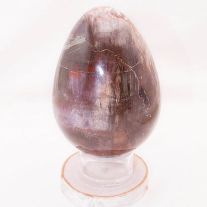Petrified Wood Egg - AAA Premium Quality