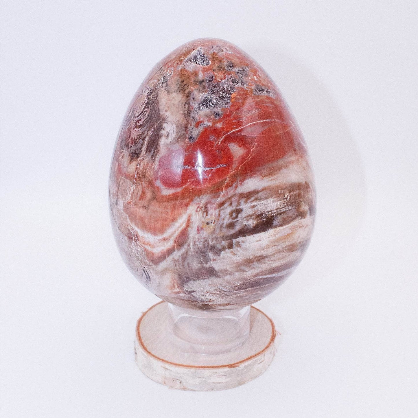 Petrified Wood Egg - AAA Premium Quality