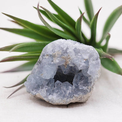 Celestine Geodes - Small - Brazilian Collection