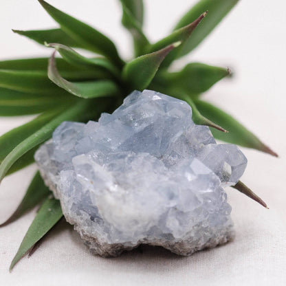 Celestine Geodes - Small - Brazilian Collection