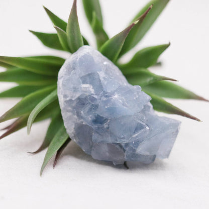 Celestine Geodes - Small - Brazilian Collection