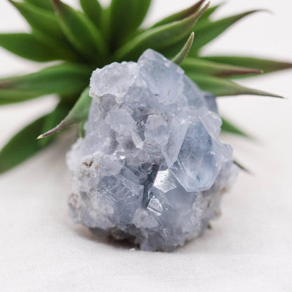 Celestine Geodes - Small - Brazilian Collection