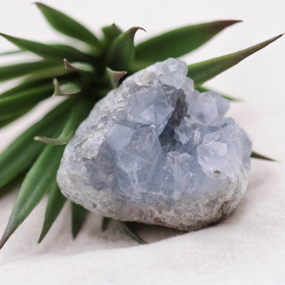 Celestine Geodes - Small - Brazilian Collection