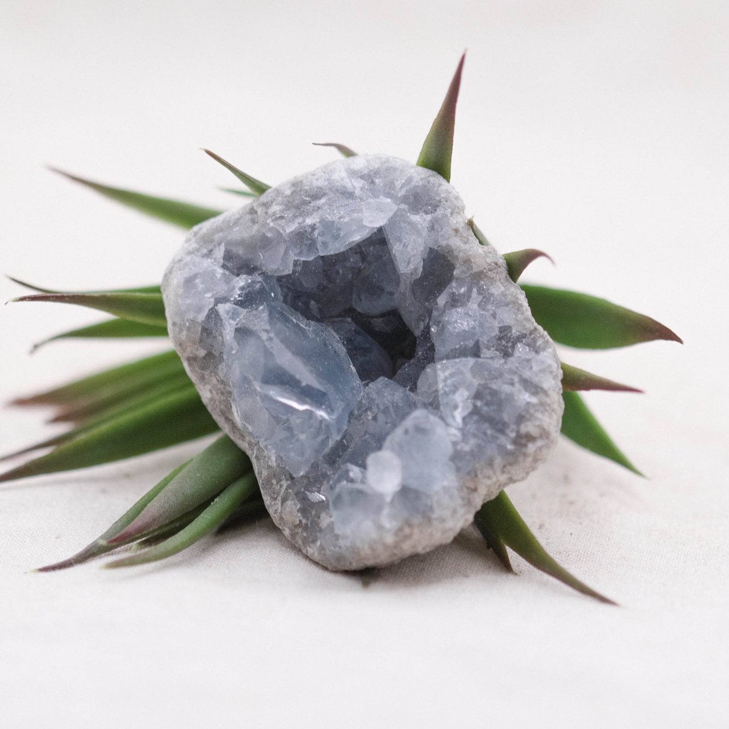 Celestine Geodes - Small - Brazilian Collection