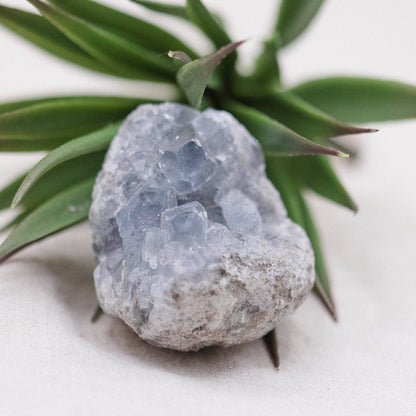 Celestine Geodes - Small - Brazilian Collection