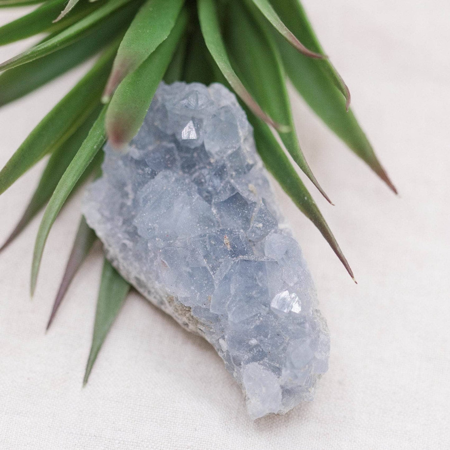 Celestine Geodes - Small - Brazilian Collection