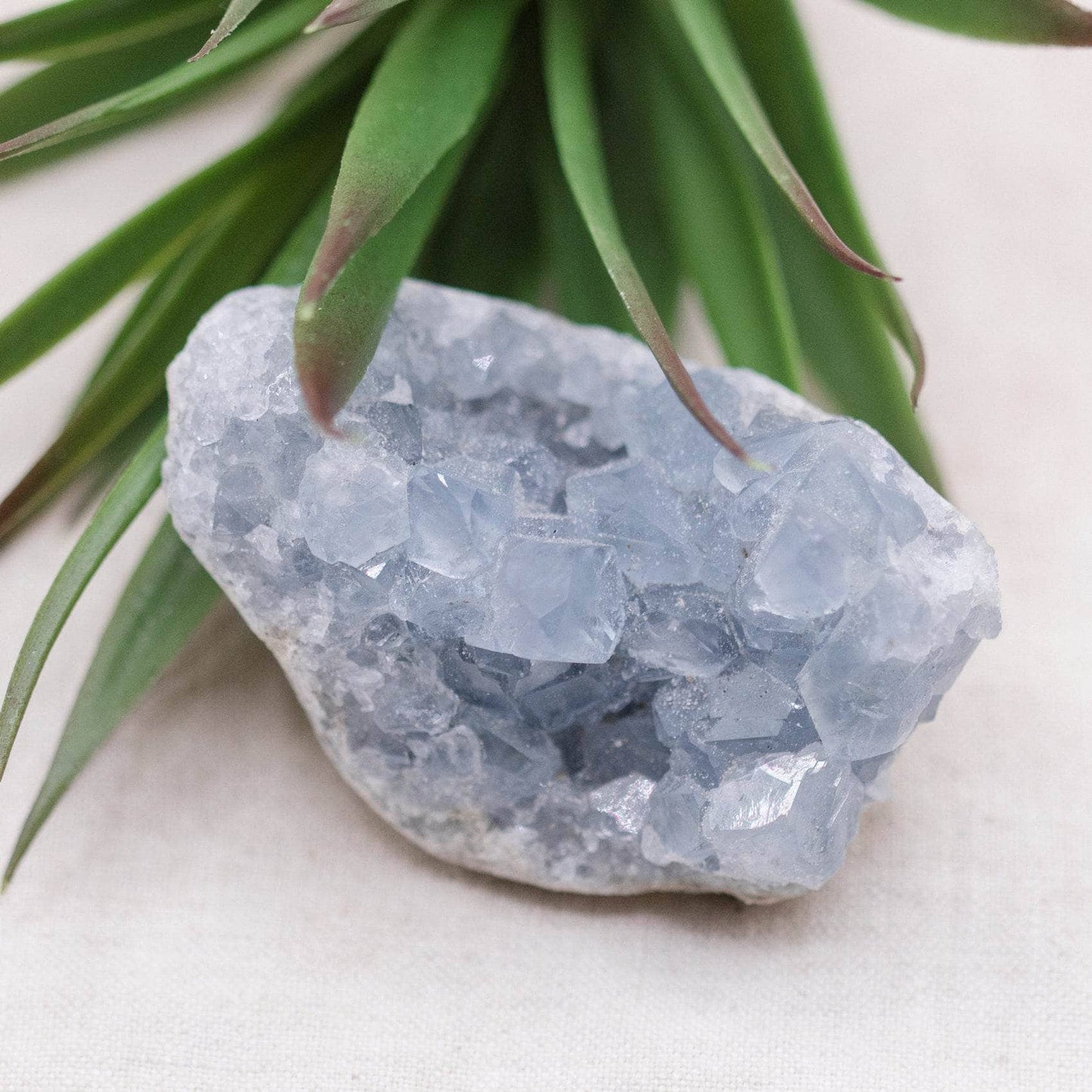 Celestine Geodes - Small - Brazilian Collection