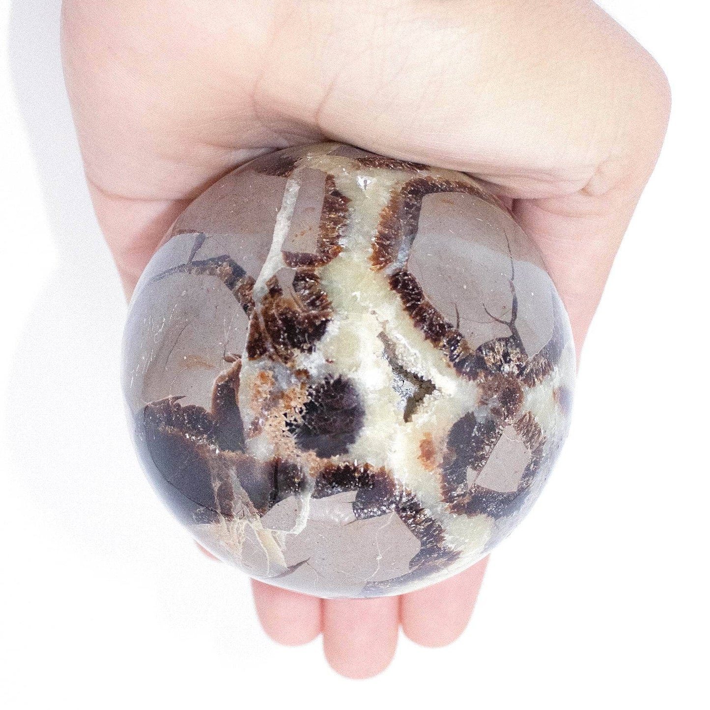 Black Septarian Sphere - AAA Premium Quality