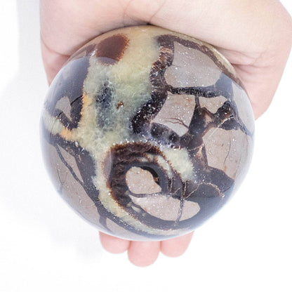 Black Septarian Sphere - AAA Premium Quality