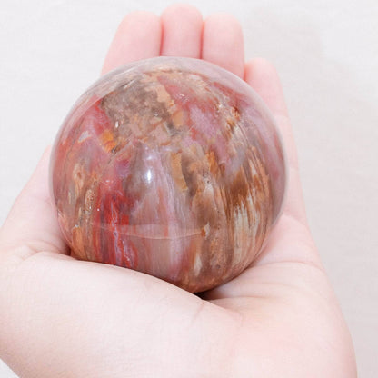 Petrified Wood Sphere - AAA Premium Quality