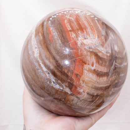 Petrified Wood Sphere - AAA Premium Quality