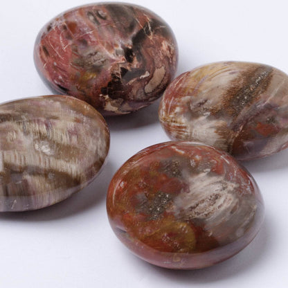Petrified Wood Palm Stones - AAA Premium Quality