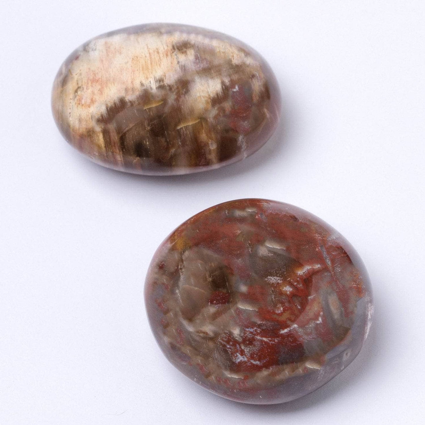 Petrified Wood Palm Stones - AAA Premium Quality