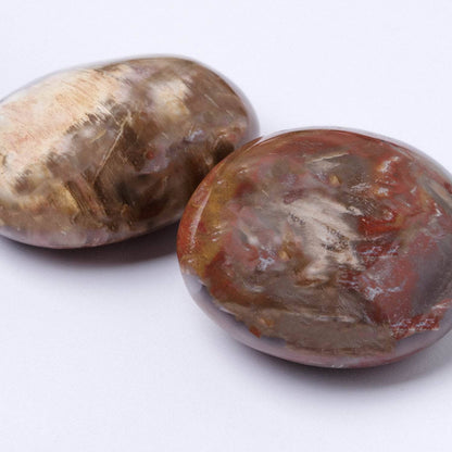 Petrified Wood Palm Stones - AAA Premium Quality
