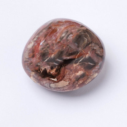 Petrified Wood Palm Stones - AAA Premium Quality