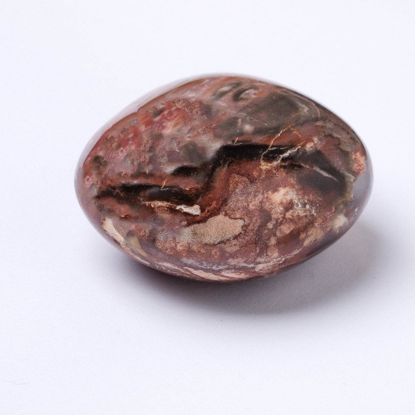 Petrified Wood Palm Stones - AAA Premium Quality