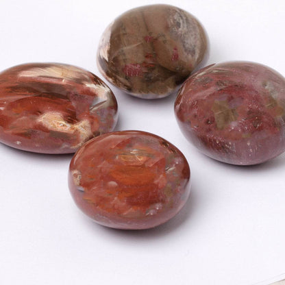 Petrified Wood Palm Stones - AAA Premium Quality