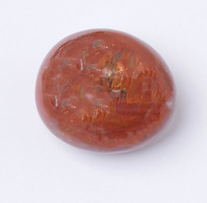 Petrified Wood Palm Stones - AAA Premium Quality