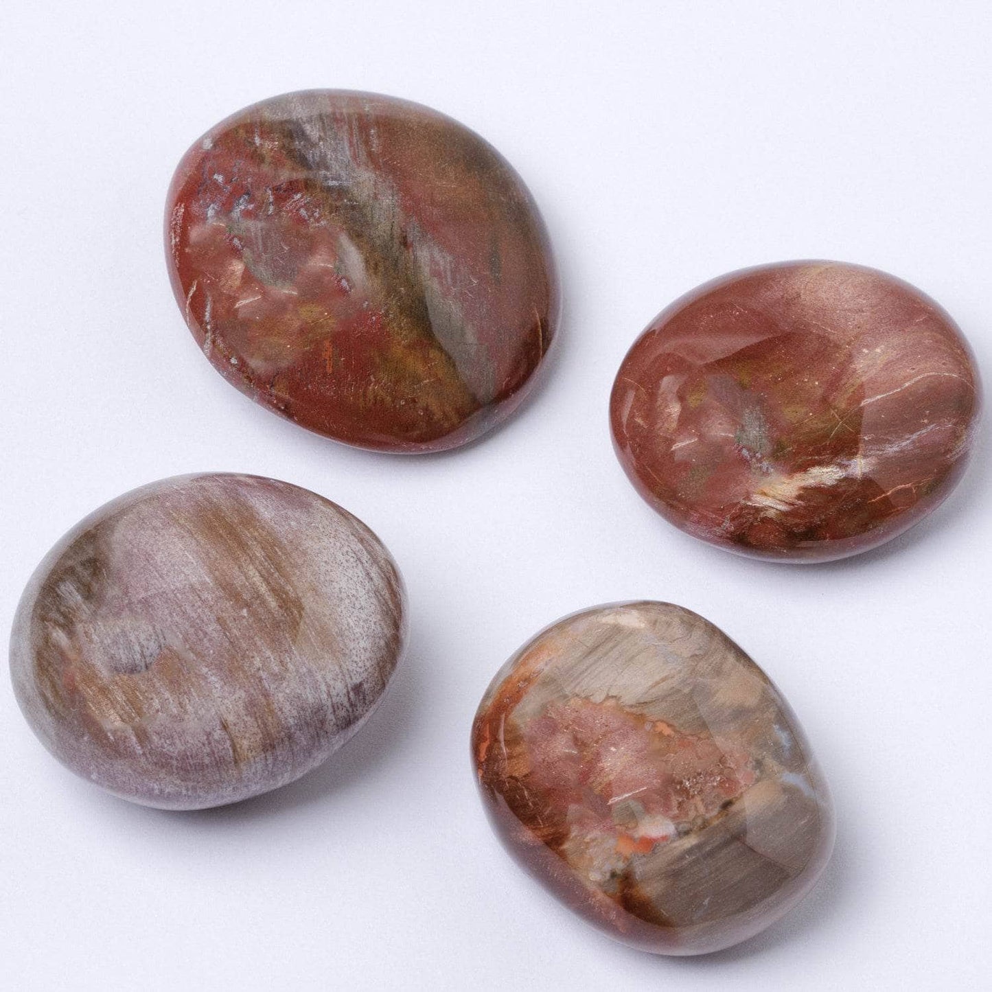 Petrified Wood Palm Stones - AAA Premium Quality