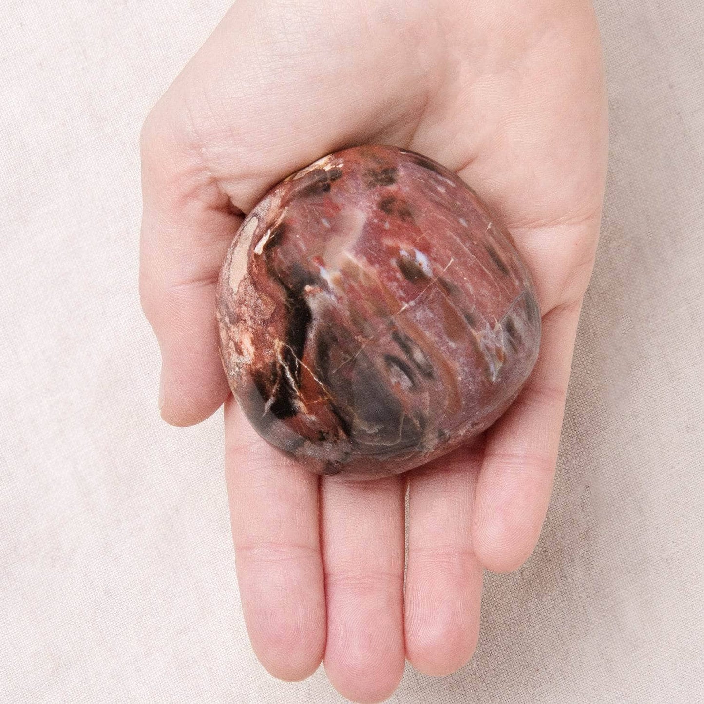 Petrified Wood Palm Stones - AAA Premium Quality