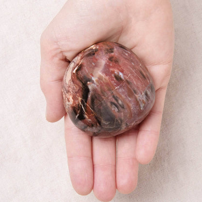 Petrified Wood Palm Stones - AAA Premium Quality